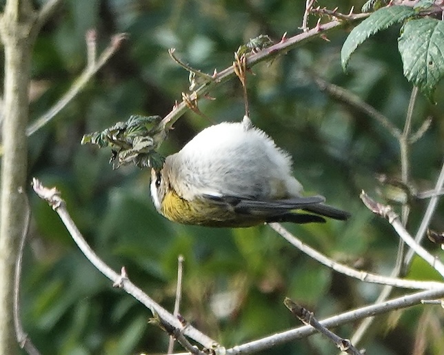 firecrest